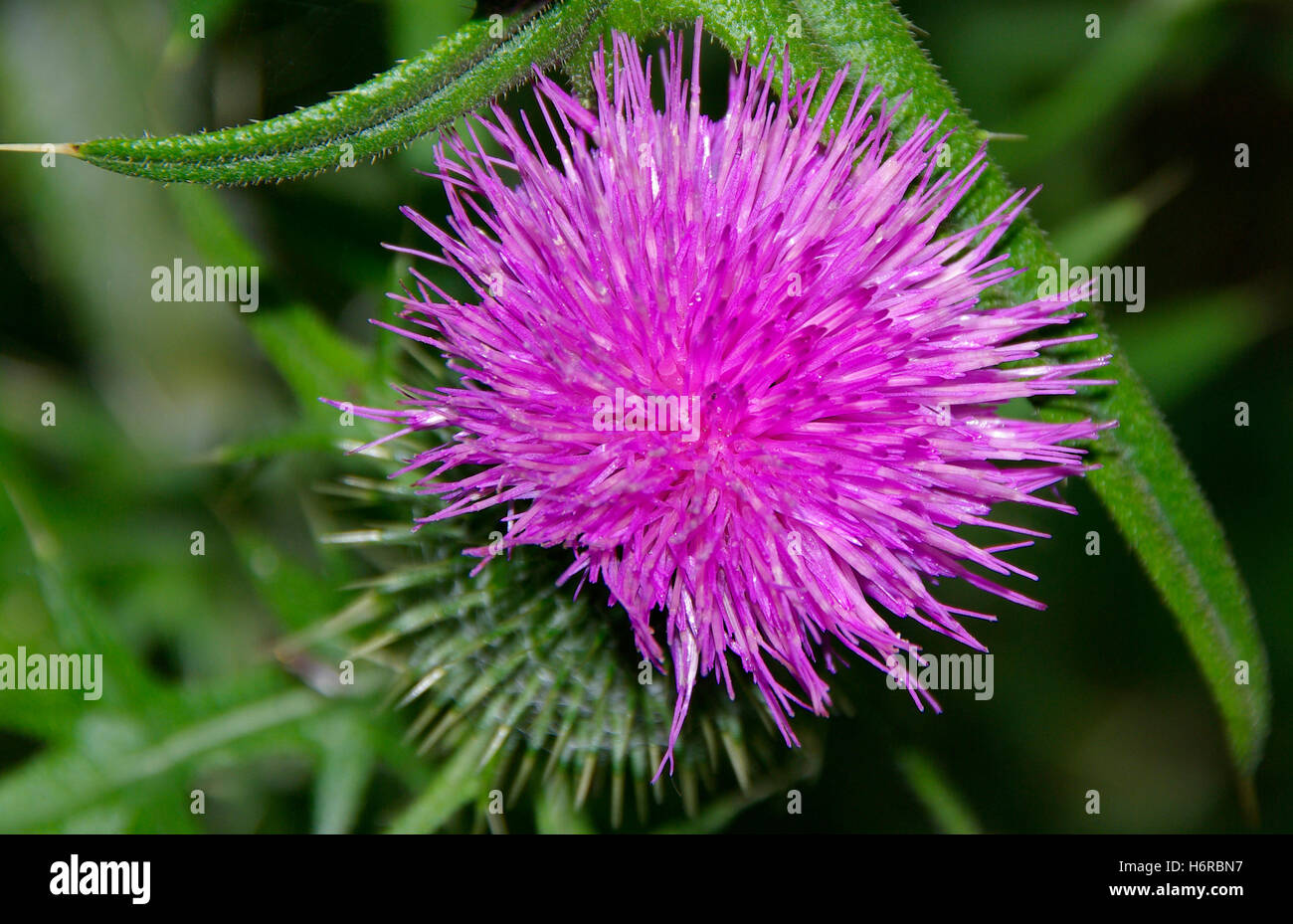 Thistle Foto Stock