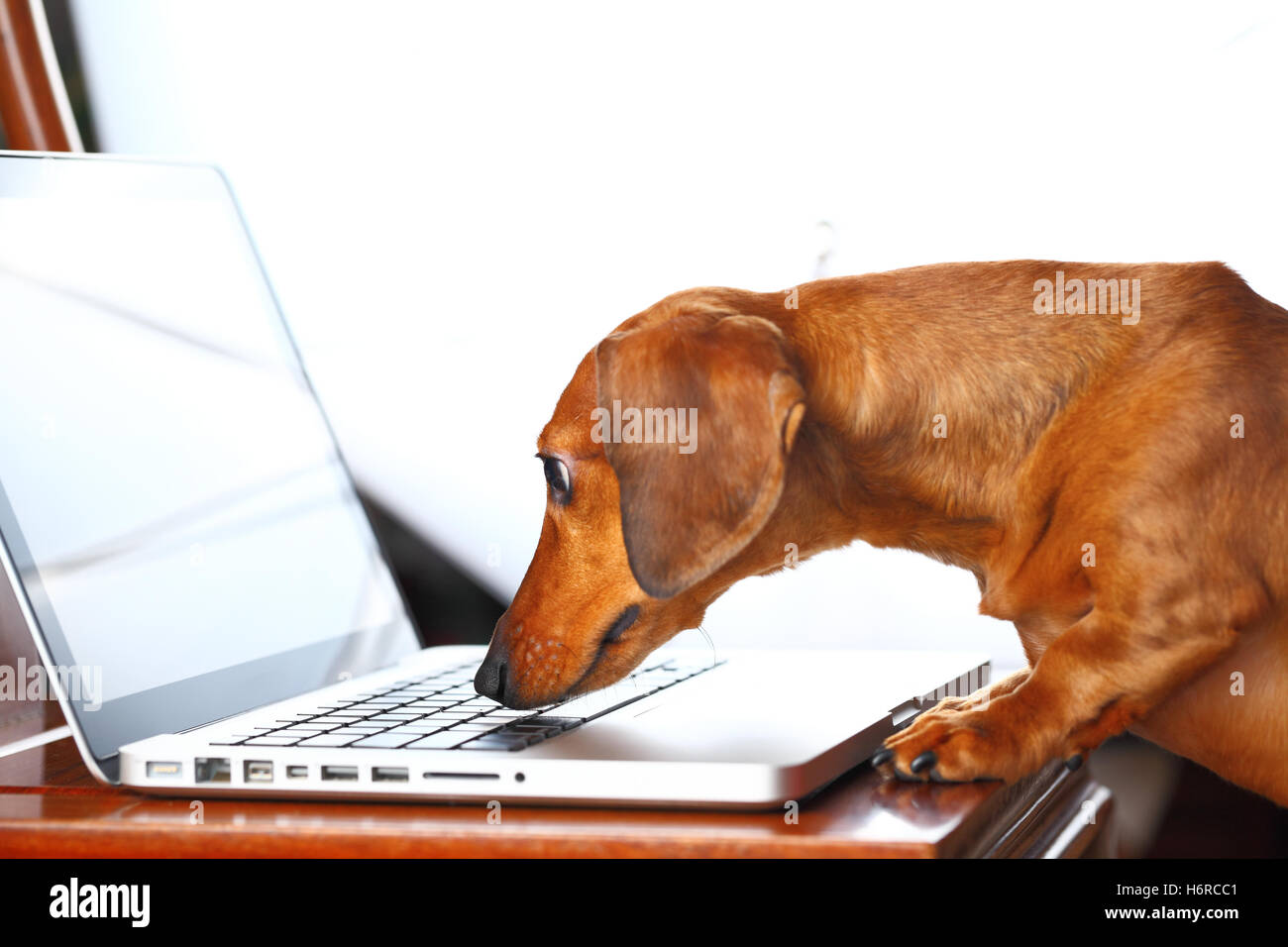 Laptop notebook computer computer tastiera PC animali isolati in PET marrone marrone brunette maschio pelliccia Maschile aspetto sguardo vedere Foto Stock