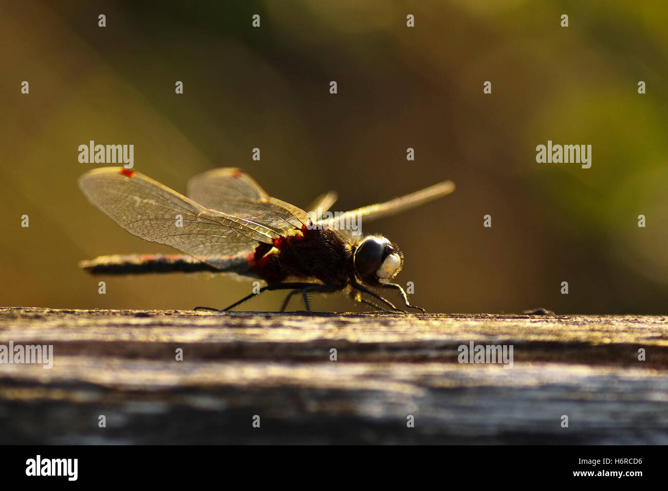 Libellula insetto fen insetto cacciatore di fauna natura-santuario dragonfly fen red fly vola vola battenti natura moosjungfer Foto Stock