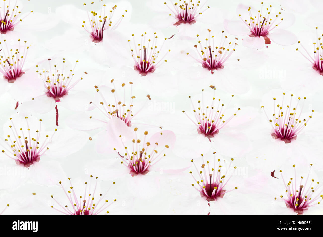 Fiori di blutpflaume (prunus cerasifera nigra) come sfondo Foto Stock