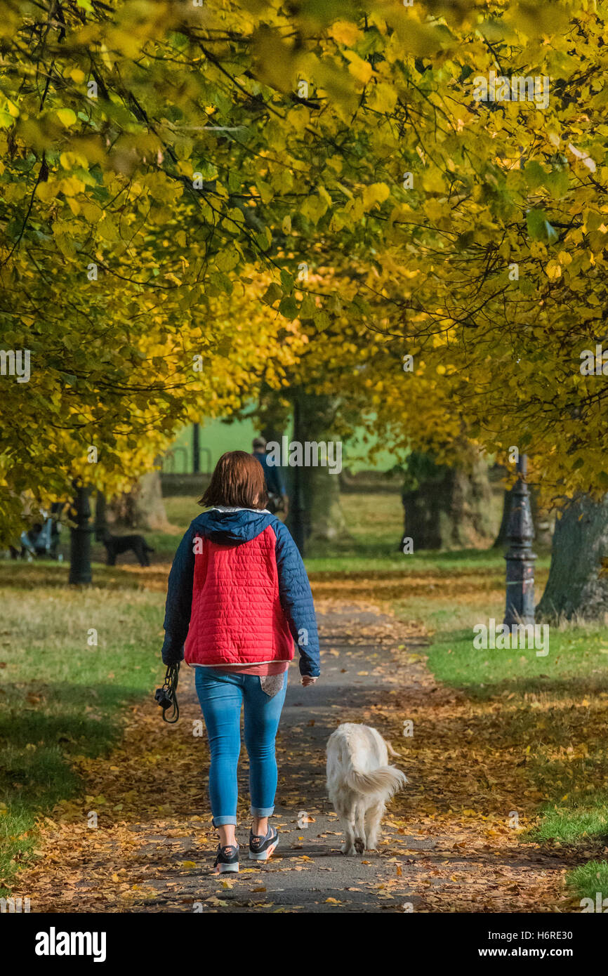 Londra, Regno Unito. Il 31 ottobre, 2016. Dog walkers, pareggiatori per ciclisti e godere di una giornata nitida su Clapham Common come le foglie di autunno sugli alberi diventa di colore giallo e arancione. 31 ott 2016 Credit: Guy Bell/Alamy Live News Foto Stock