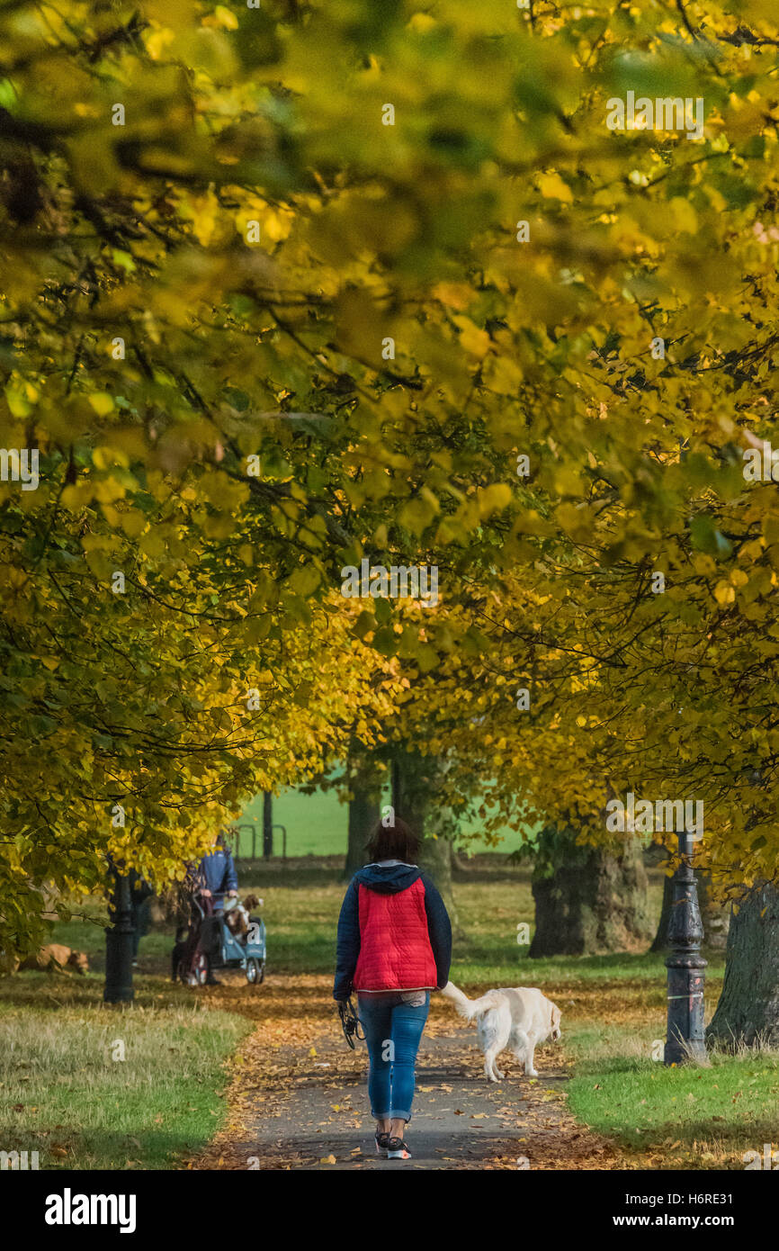 Londra, Regno Unito. Il 31 ottobre, 2016. Dog walkers, pareggiatori per ciclisti e godere di una giornata nitida su Clapham Common come le foglie di autunno sugli alberi diventa di colore giallo e arancione. 31 ott 2016 Credit: Guy Bell/Alamy Live News Foto Stock