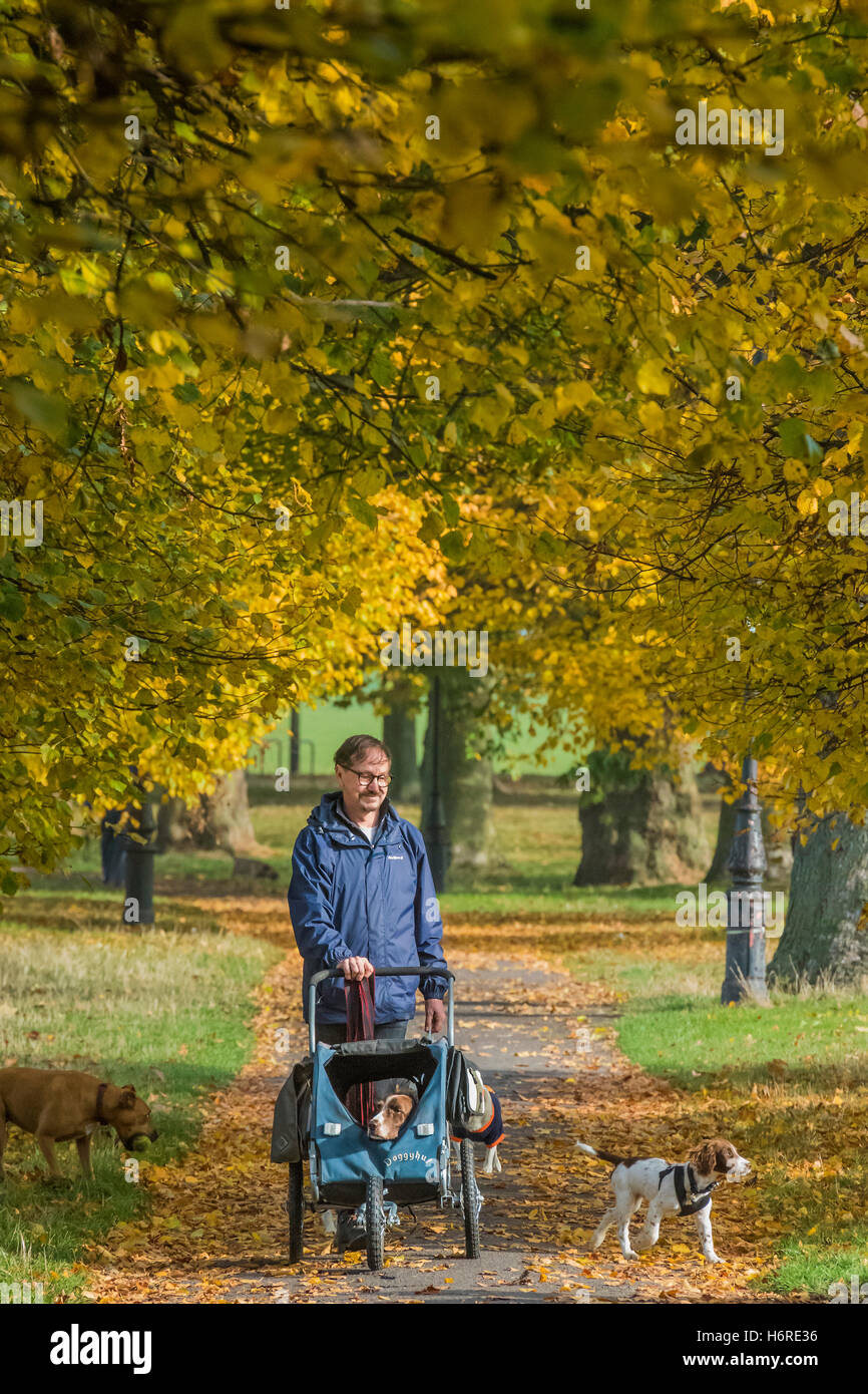 Londra, Regno Unito. Il 31 ottobre, 2016. Dog walkers, pareggiatori per ciclisti e godere di una giornata nitida su Clapham Common come le foglie di autunno sugli alberi diventa di colore giallo e arancione. 31 ott 2016 Credit: Guy Bell/Alamy Live News Foto Stock