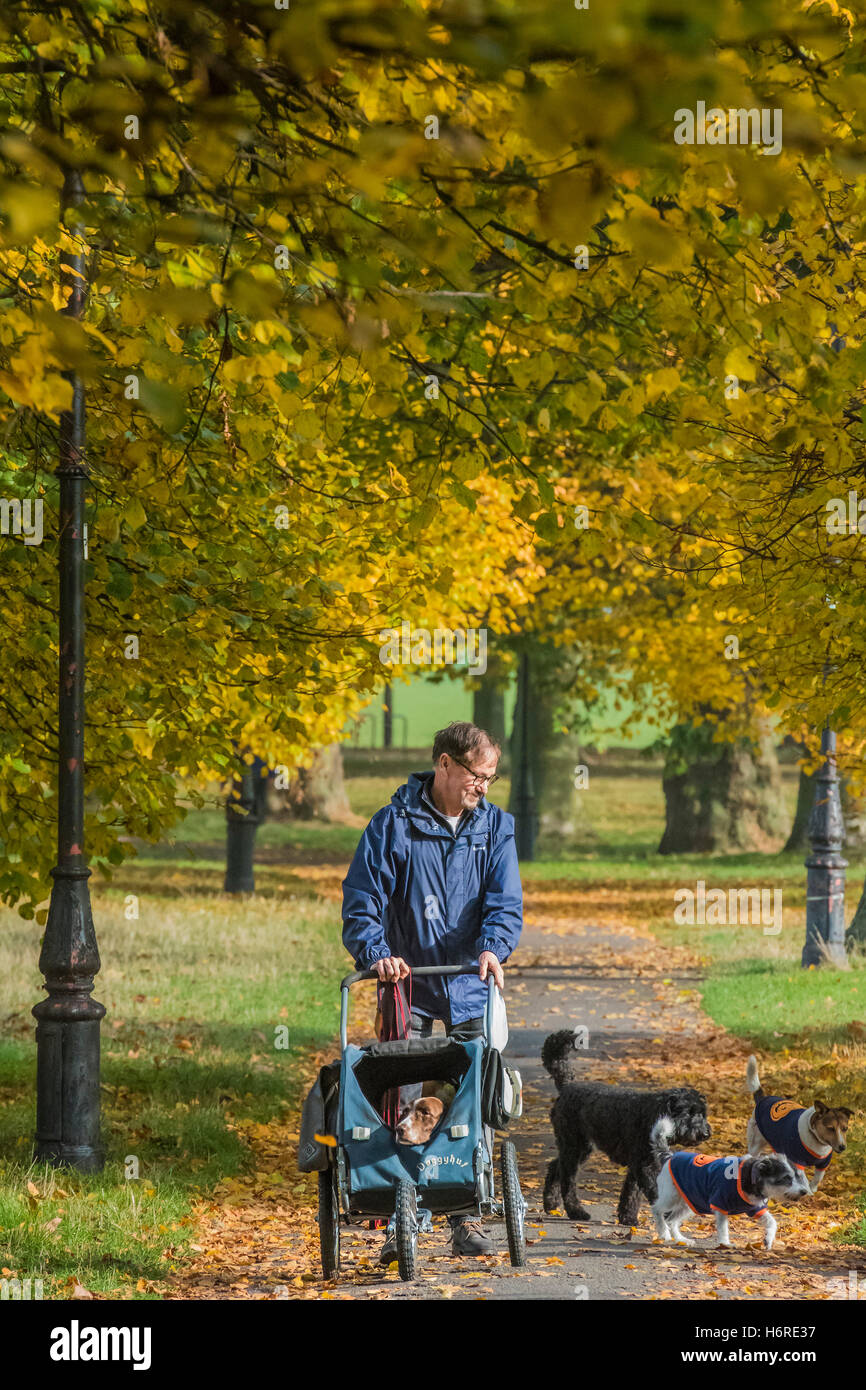 Londra, Regno Unito. Il 31 ottobre, 2016. Dog walkers, pareggiatori per ciclisti e godere di una giornata nitida su Clapham Common come le foglie di autunno sugli alberi diventa di colore giallo e arancione. 31 ott 2016 Credit: Guy Bell/Alamy Live News Foto Stock