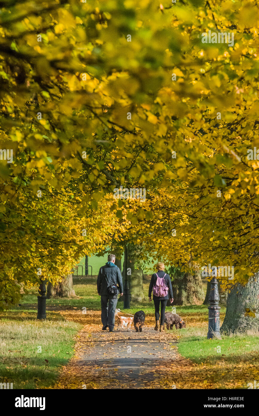 Londra, Regno Unito. Il 31 ottobre, 2016. Dog walkers, pareggiatori per ciclisti e godere di una giornata nitida su Clapham Common come le foglie di autunno sugli alberi diventa di colore giallo e arancione. 31 ott 2016 Credit: Guy Bell/Alamy Live News Foto Stock