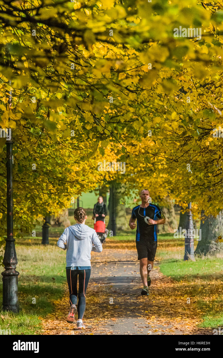 Londra, Regno Unito. Il 31 ottobre, 2016. Dog walkers, pareggiatori per ciclisti e godere di una giornata nitida su Clapham Common come le foglie di autunno sugli alberi diventa di colore giallo e arancione. 31 ott 2016 Credit: Guy Bell/Alamy Live News Foto Stock