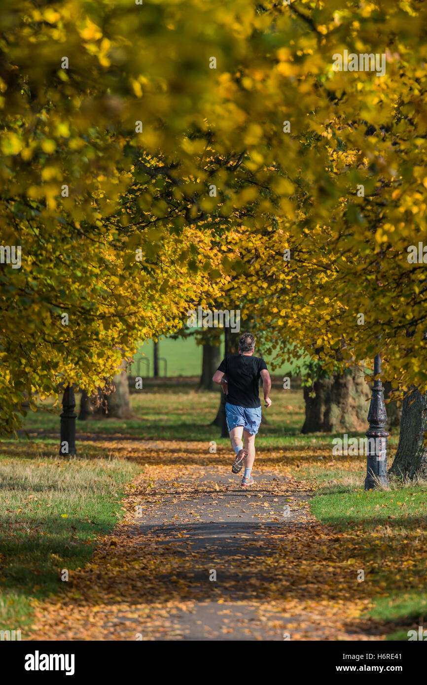 Londra, Regno Unito. Il 31 ottobre, 2016. Dog walkers, pareggiatori per ciclisti e godere di una giornata nitida su Clapham Common come le foglie di autunno sugli alberi diventa di colore giallo e arancione. 31 ott 2016 Credit: Guy Bell/Alamy Live News Foto Stock