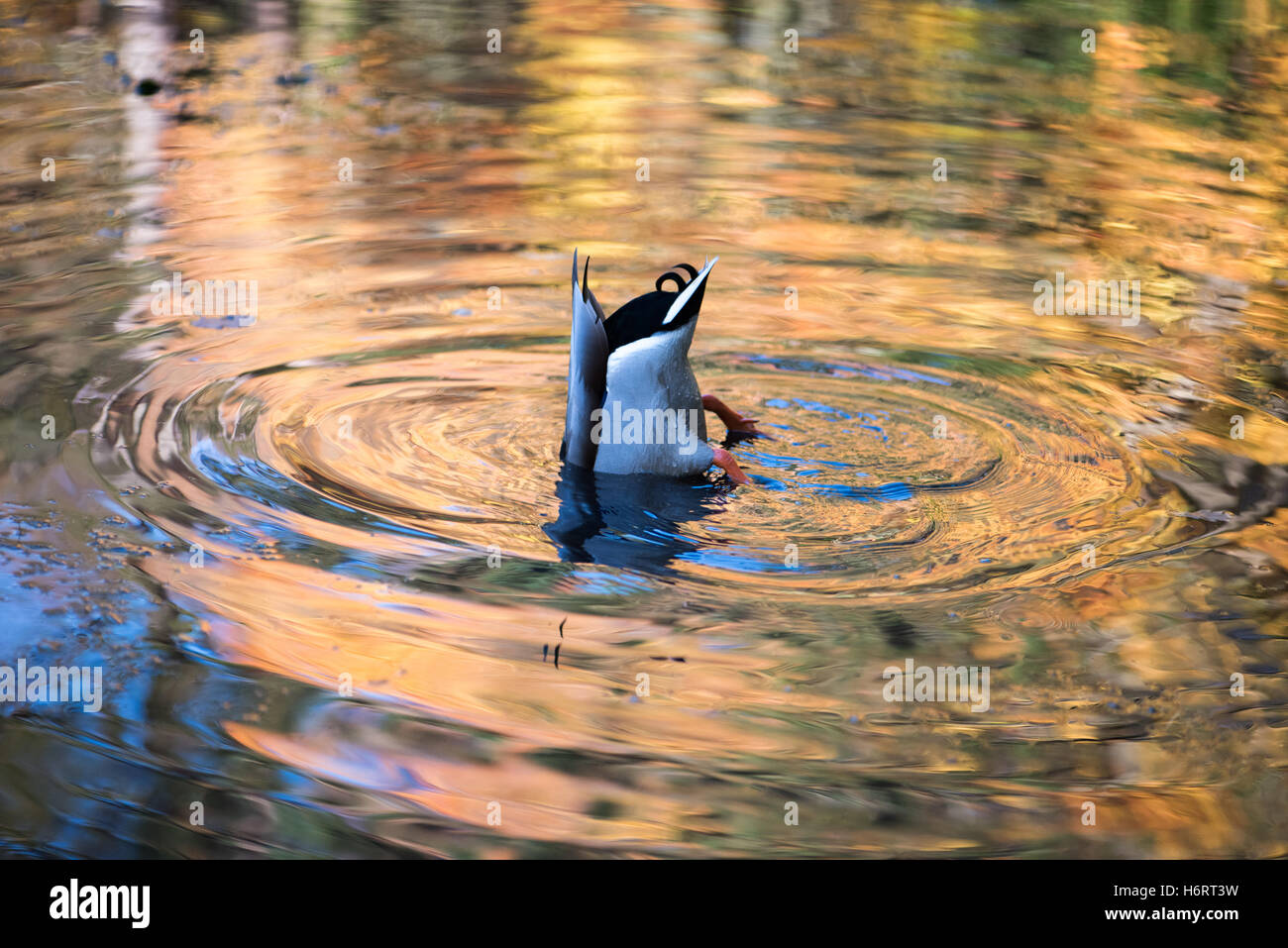 Glasgow, Scotland, Regno Unito. 1 Novembre, 2016. Autunno riflessioni nel Duck Pond in Pollok Country Park Credit: Tony Clerkson/Alamy Live News Foto Stock
