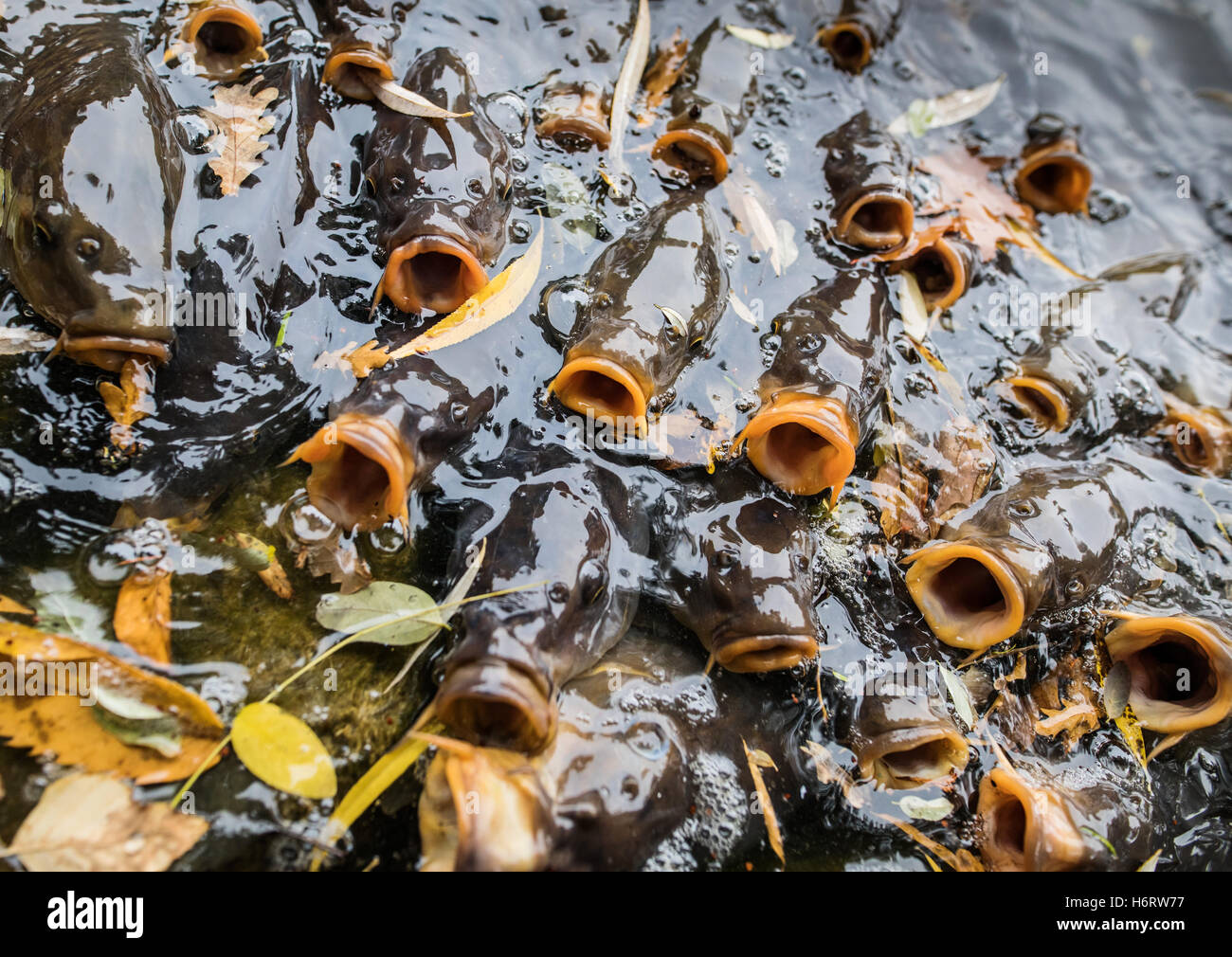 Francoforte, Germania. 1 Nov, 2016. Carpe squeeze toegther con bocche aperte durante una sessione di alimentazione dai visitatori al Palmengarden a Francoforte (Germania), 1 novembre 2016. Foto: Frank Rumpenhorst/dpa/Alamy Live News Foto Stock