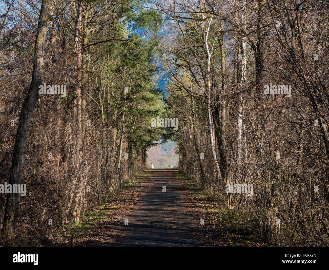 Strada che conduce attraverso un tunnel di alberi Foto Stock