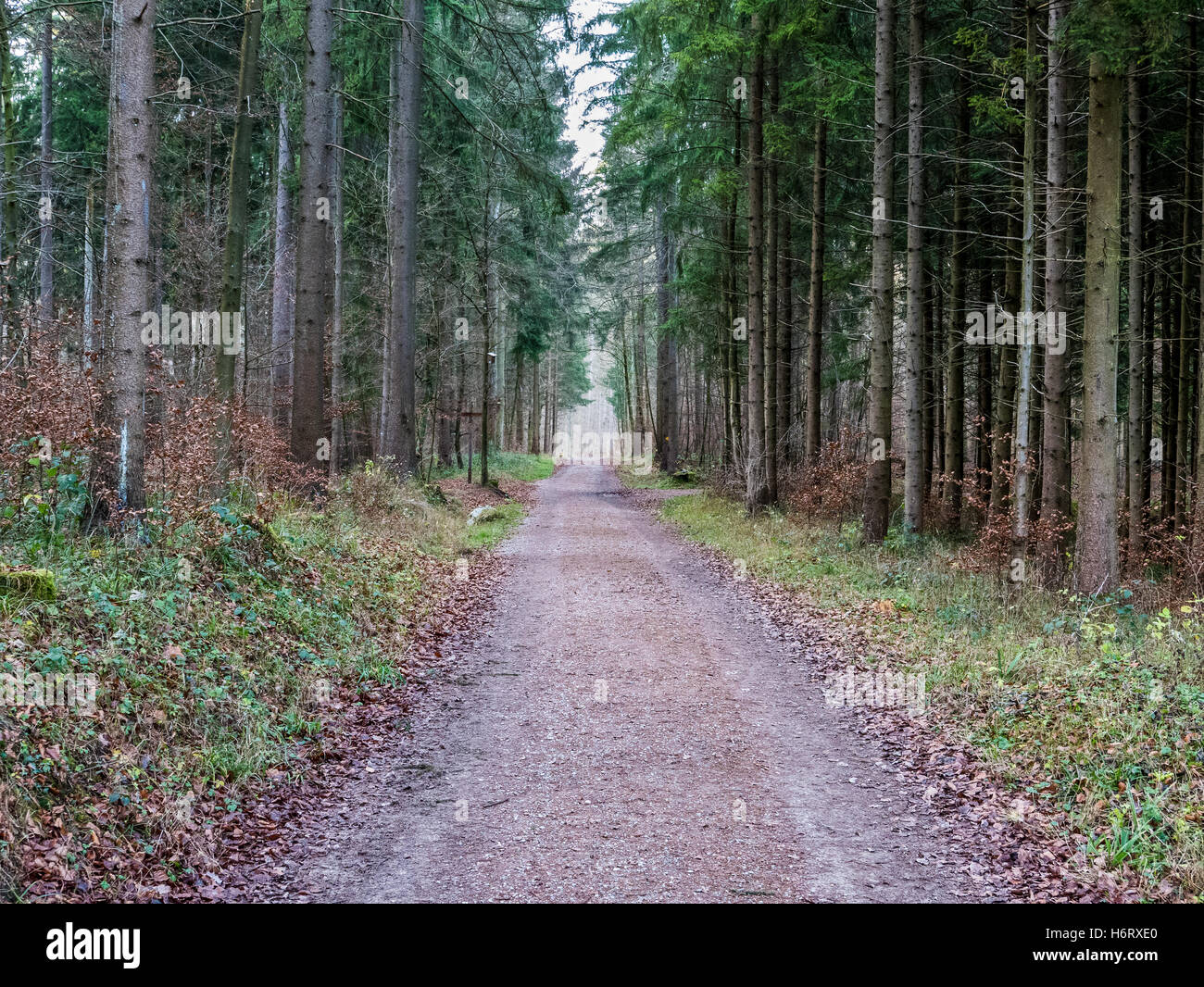 Strada che conduce attraverso un bosco durante la caduta Foto Stock