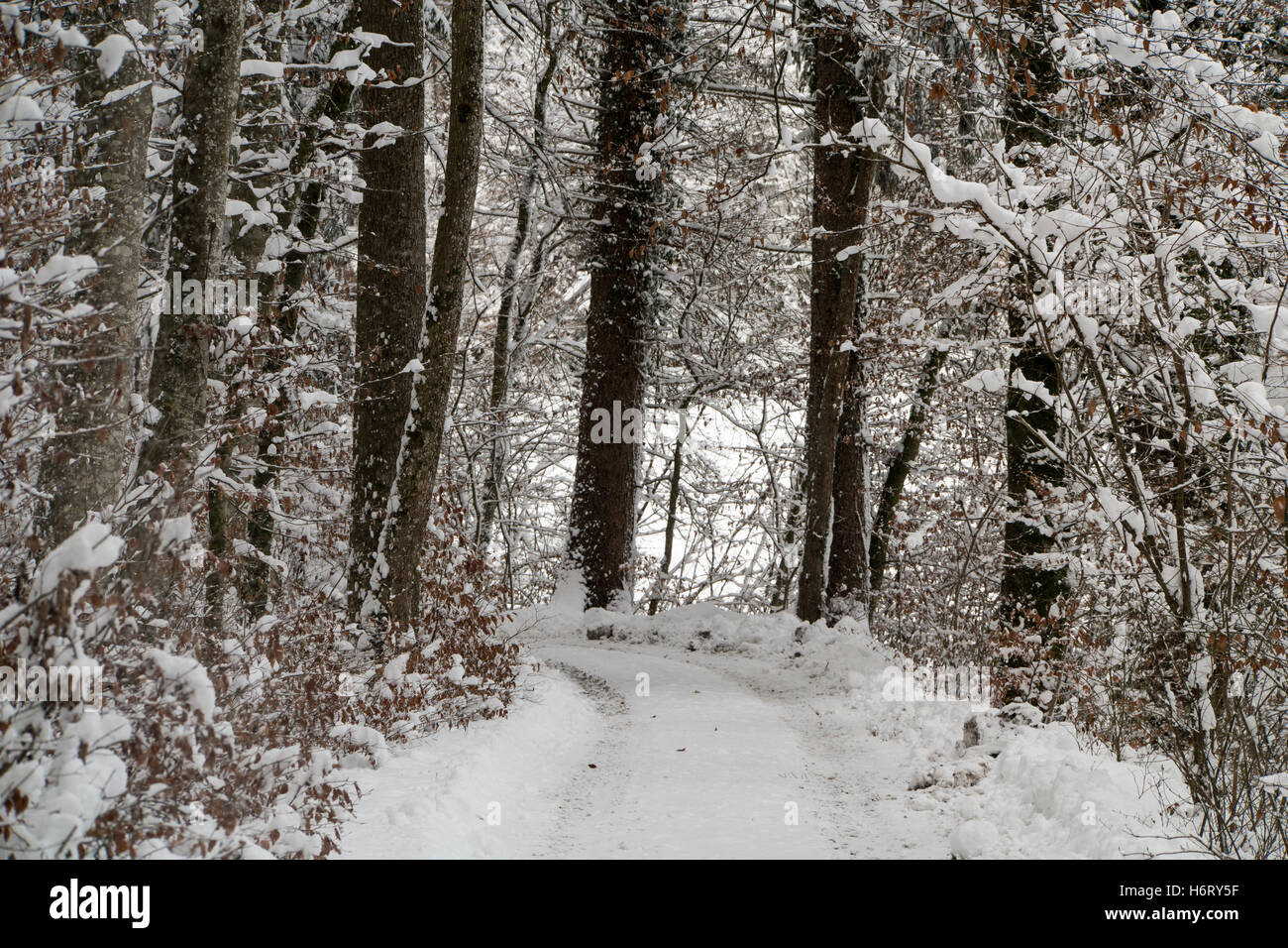 Strada che conduce attraverso un bosco in inverno Foto Stock