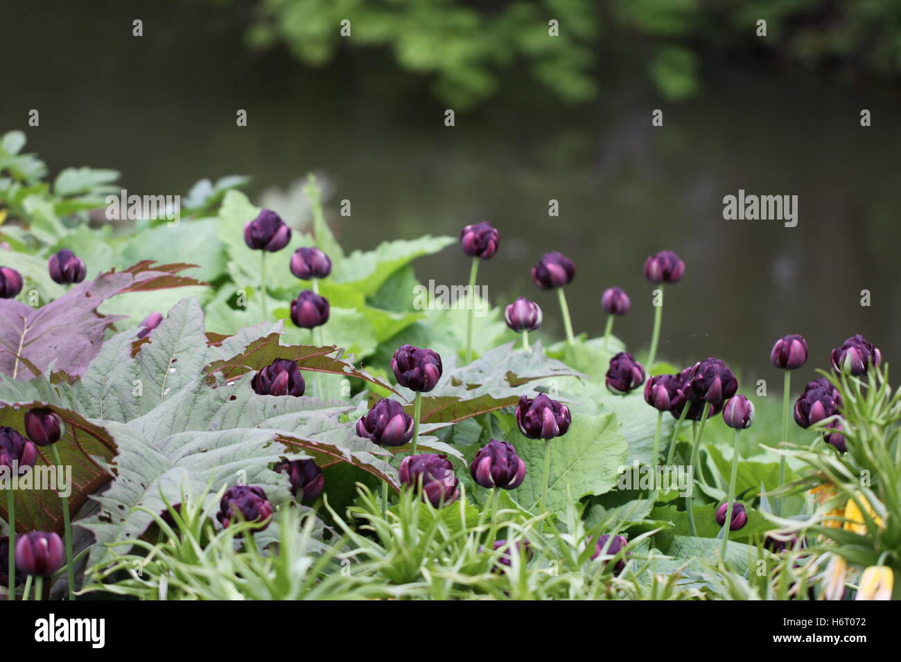 Tulipa double fine tulip eroe nero Foto Stock