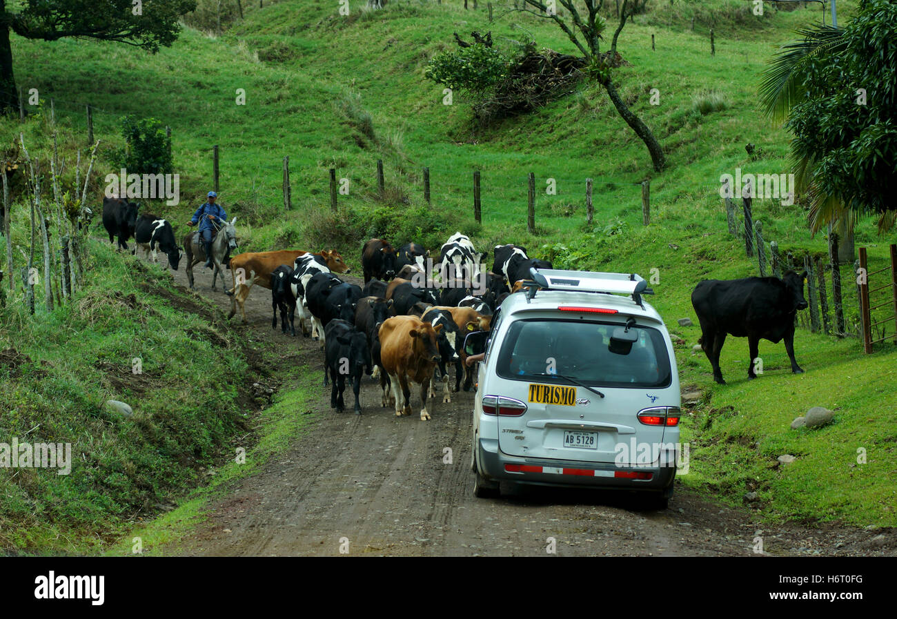 Mandria di mucche bloccando la strada autobus turistico. Costa Rica, America Centrale Foto Stock