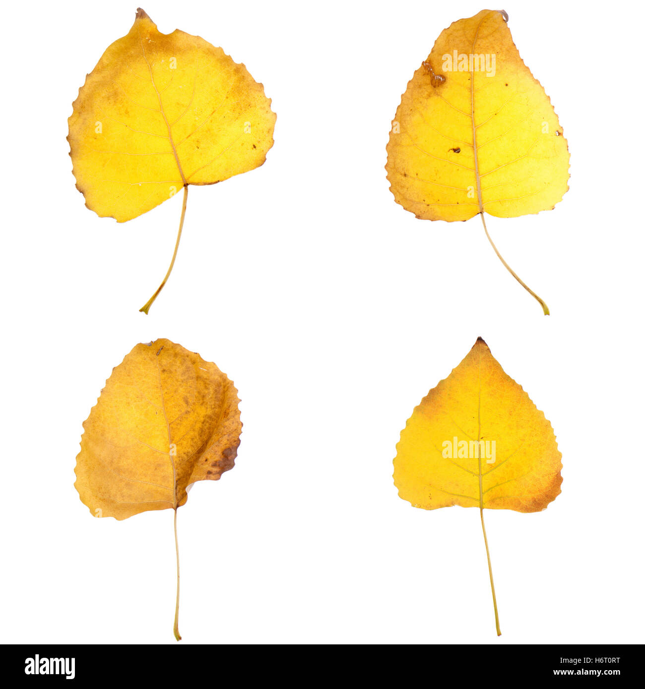 foreste di alberi Foto Stock