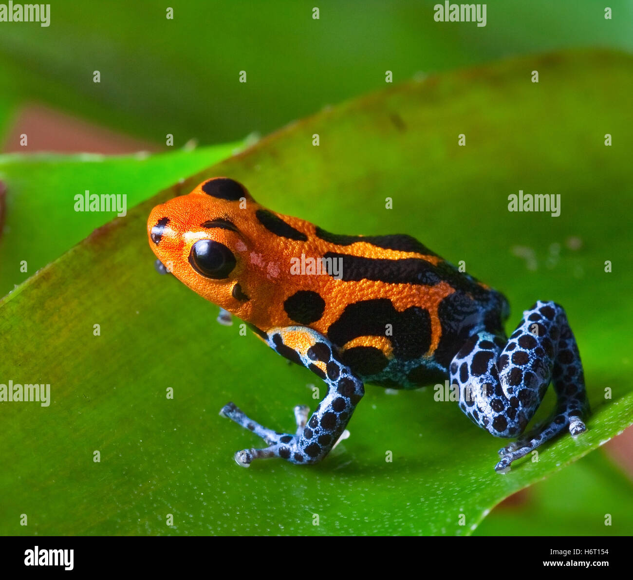 Frog Perù blu colore foglia pet contrasto verde piccolo piccolo breve giungla esotica terrario rana tropicale di veleno Perù mettere Foto Stock