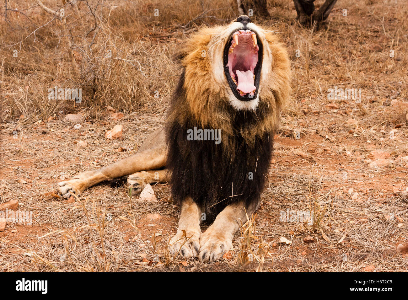 Gahneneder lion (panthera leo) Foto Stock