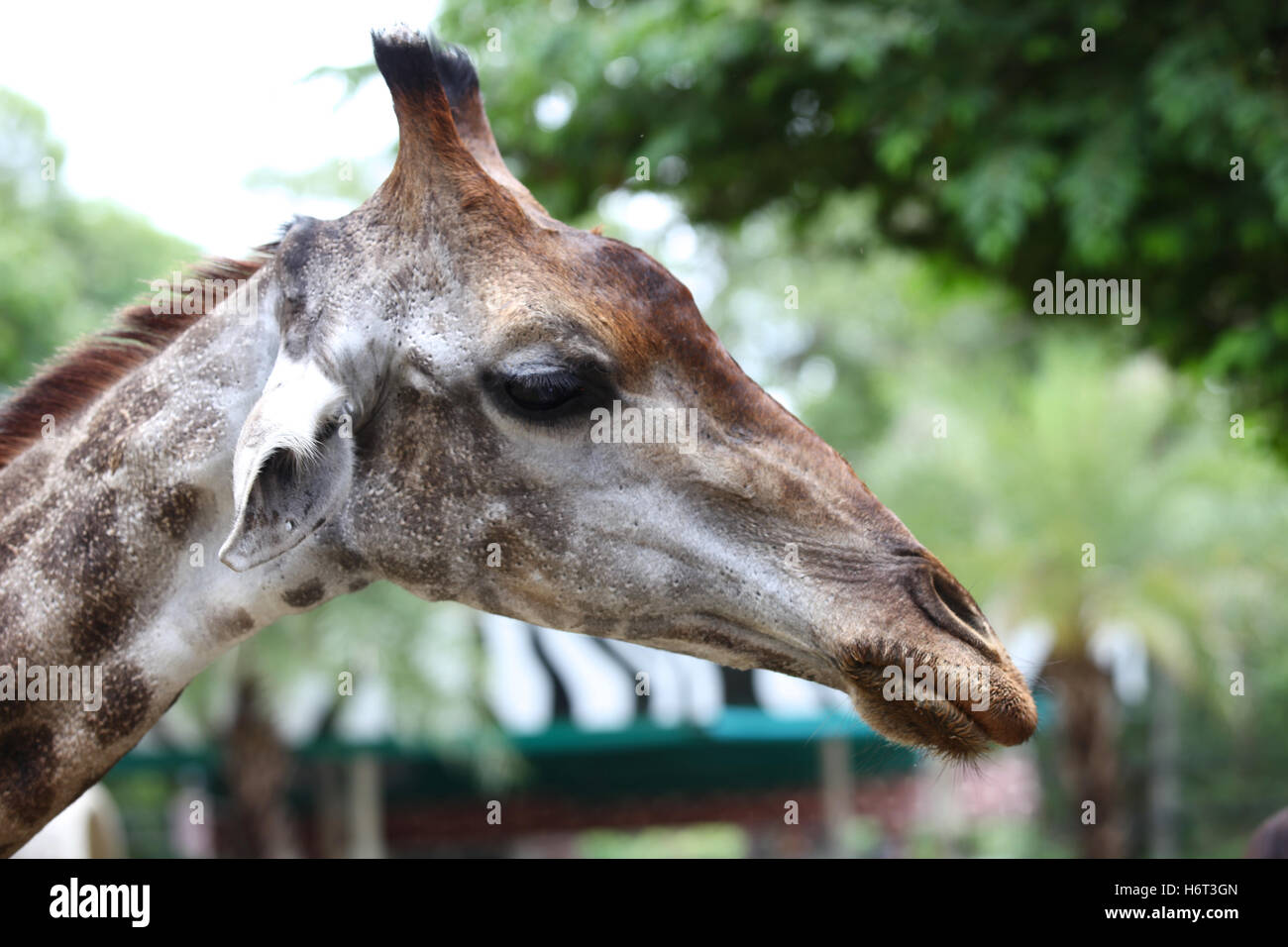 Giraffa con un lungo collo, Thailandia, Sud-est asiatico Foto Stock