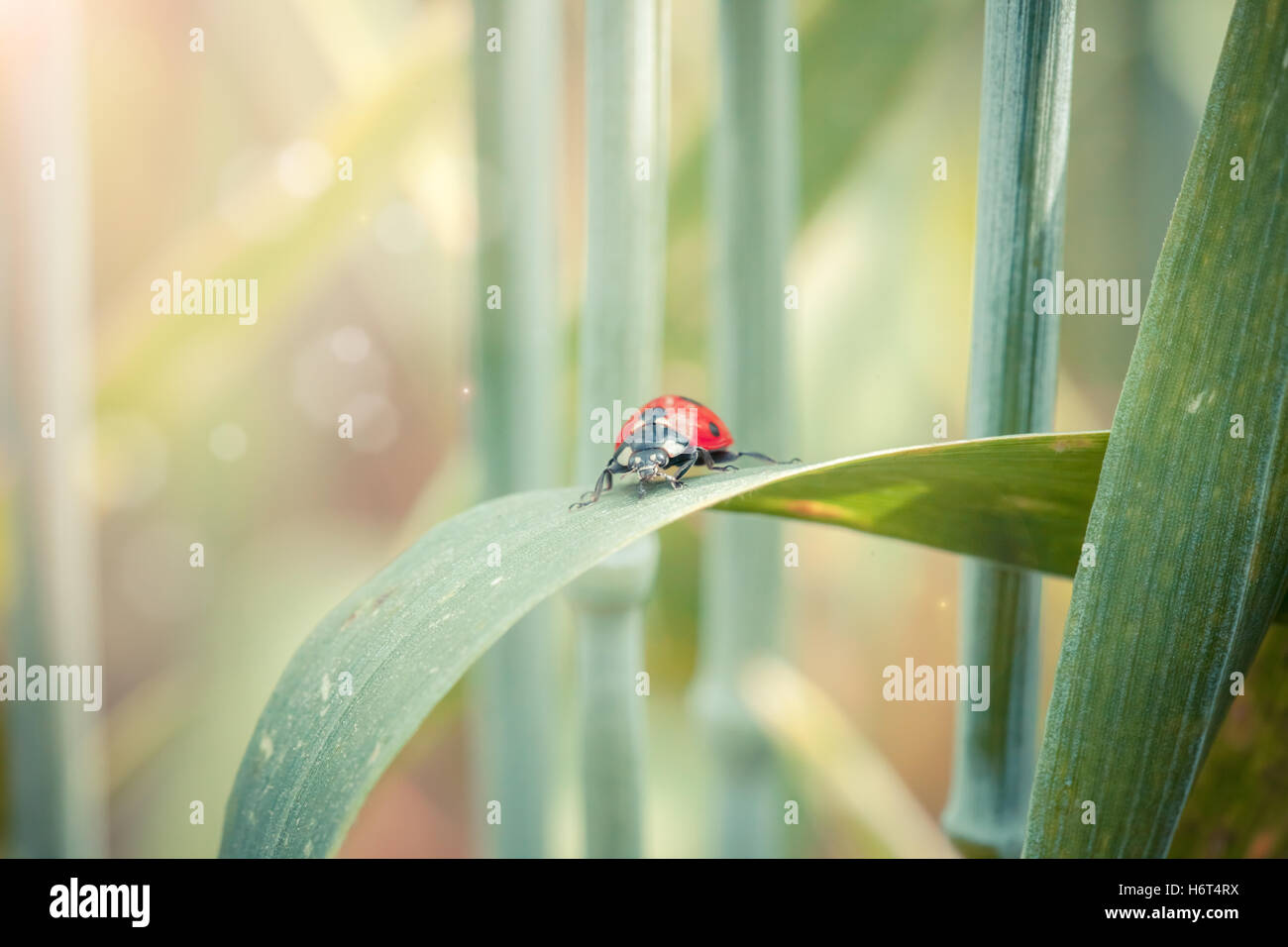 Beetle Frumento Granturco Cereali biologia bellezza coccinella bug di granella macro close-up di ammissione macro vista ravvicinata ambiente ambiente Foto Stock