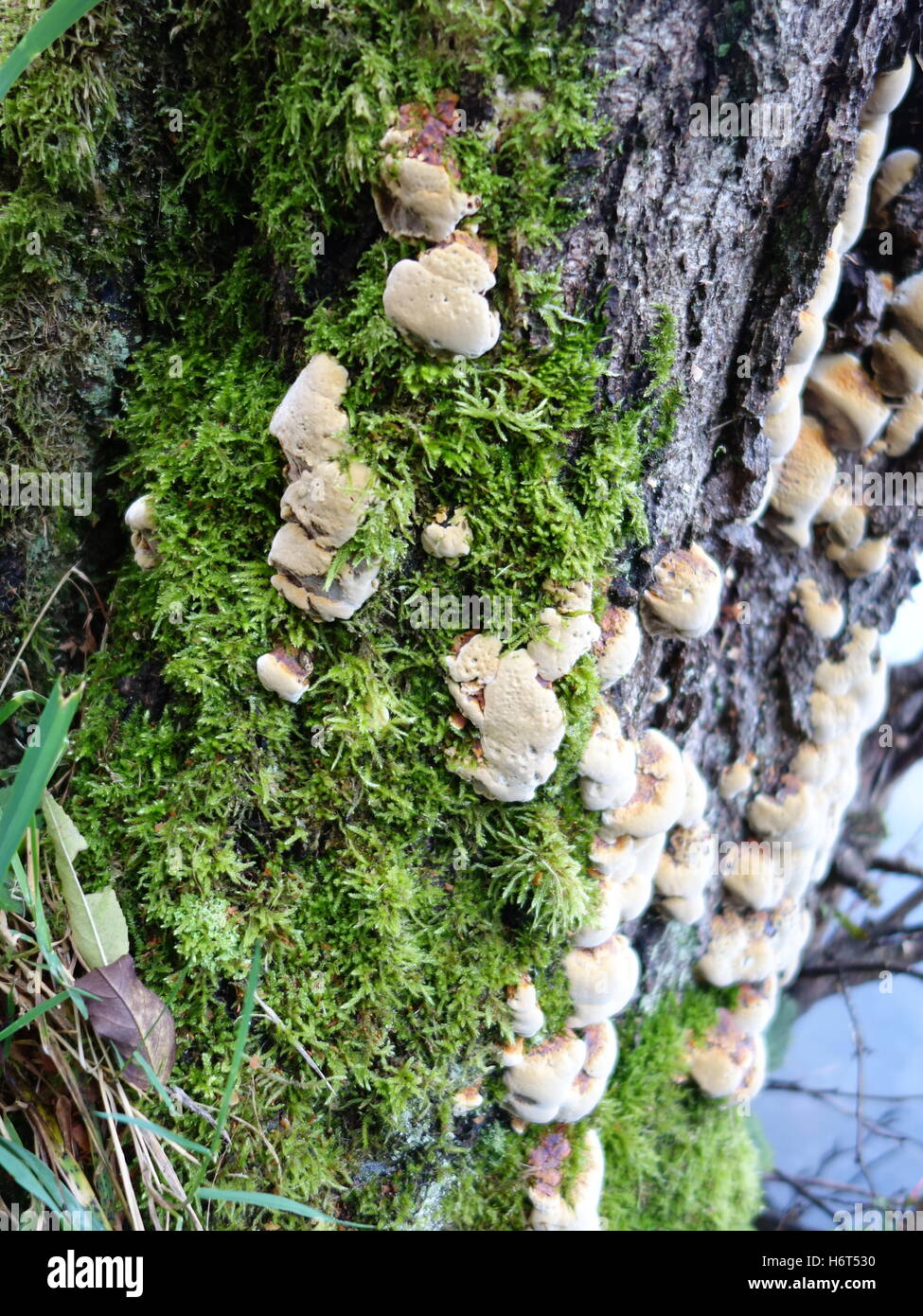Il fungo e il muschio cresce su un vecchio ceppo di albero Foto Stock