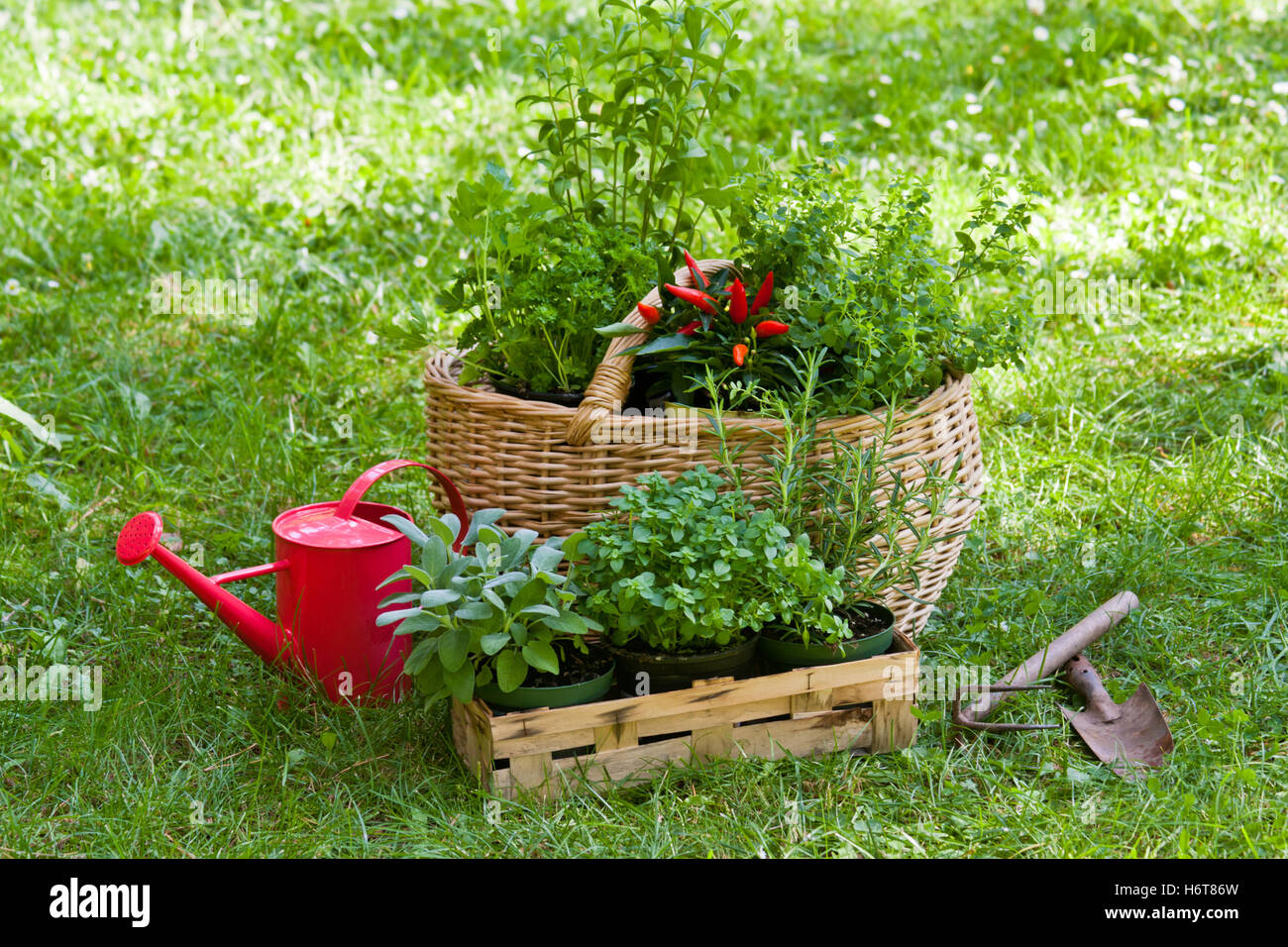 Giardino, basket, giardini, prezzemolo, maggiorana, erbe aromatiche, spezie, giardino, impianti, verde Foto Stock
