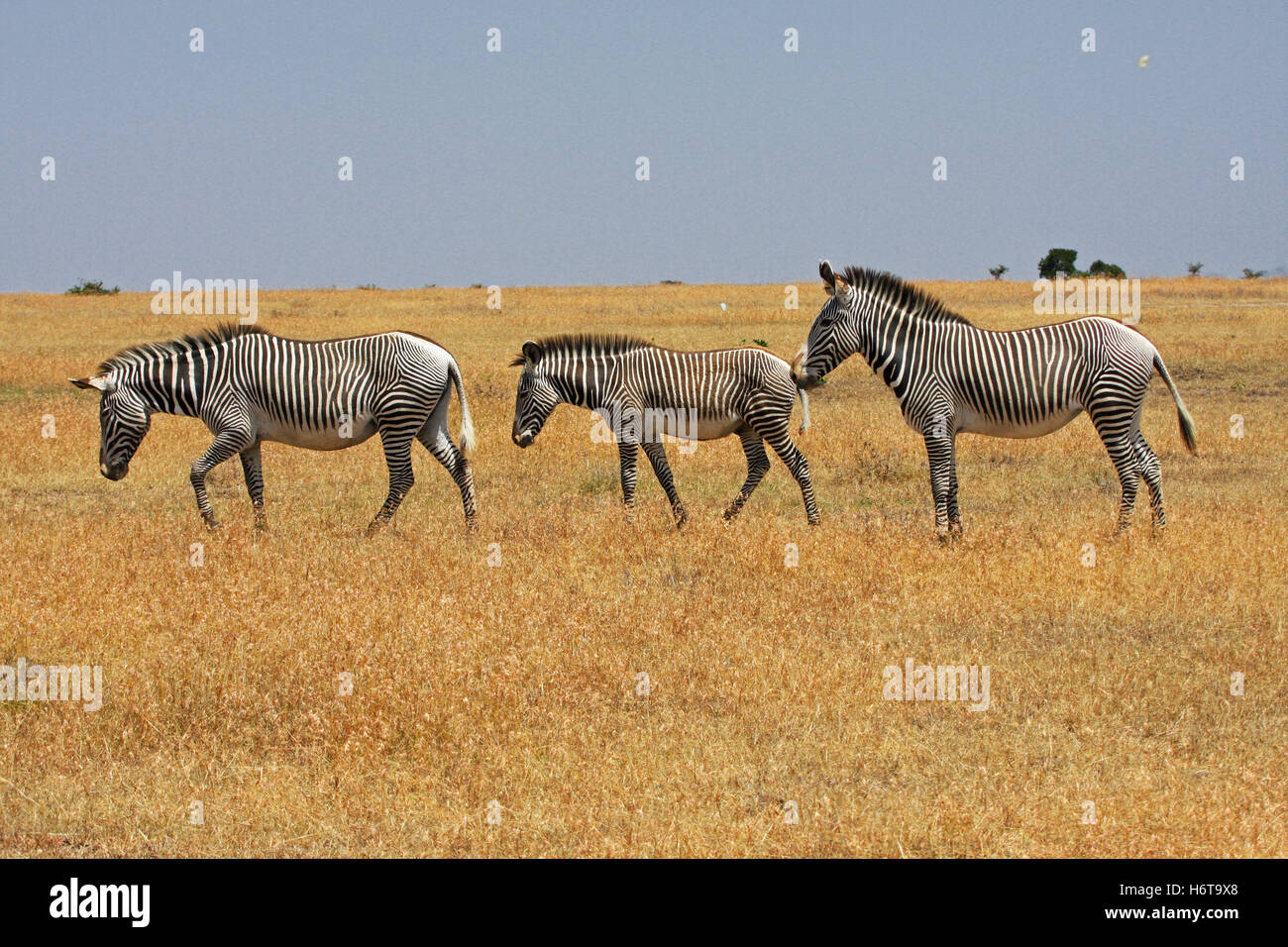 Protetto al riparo, Kenya, cavallo, cavalli, zebra, minaccia, strisce, stripe, Foto Stock