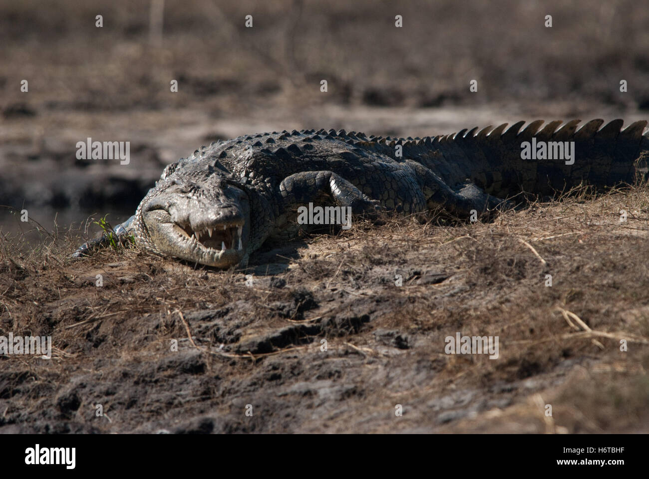 Pericolo indicano mostrano grande grande enorme extreme potente imponente immenso gioco rilevante tornei giocando gioca giocato Foto Stock