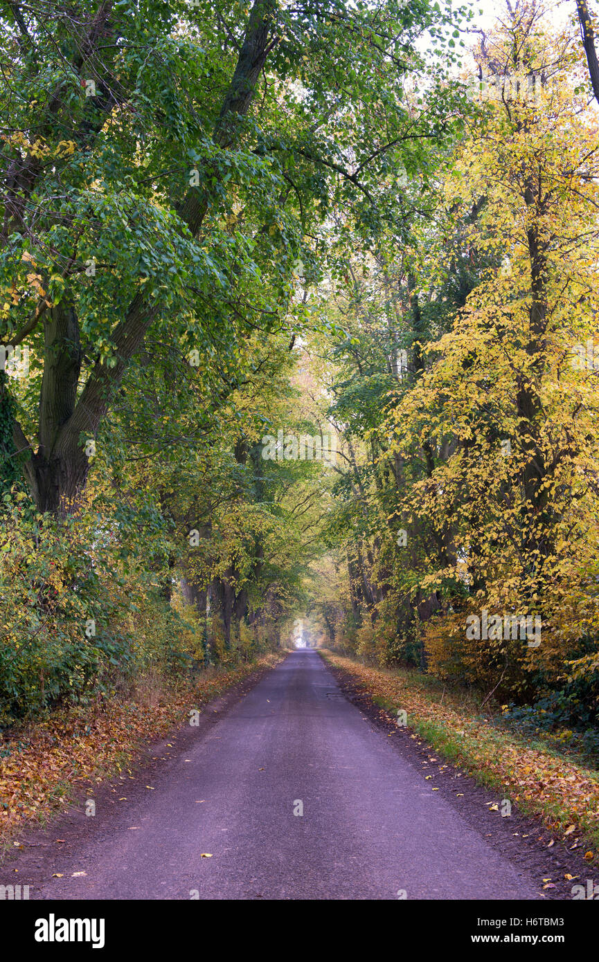 Autunno viale dei Tigli in Cotswolds vicino a Burford. Oxfordshire, Inghilterra Foto Stock