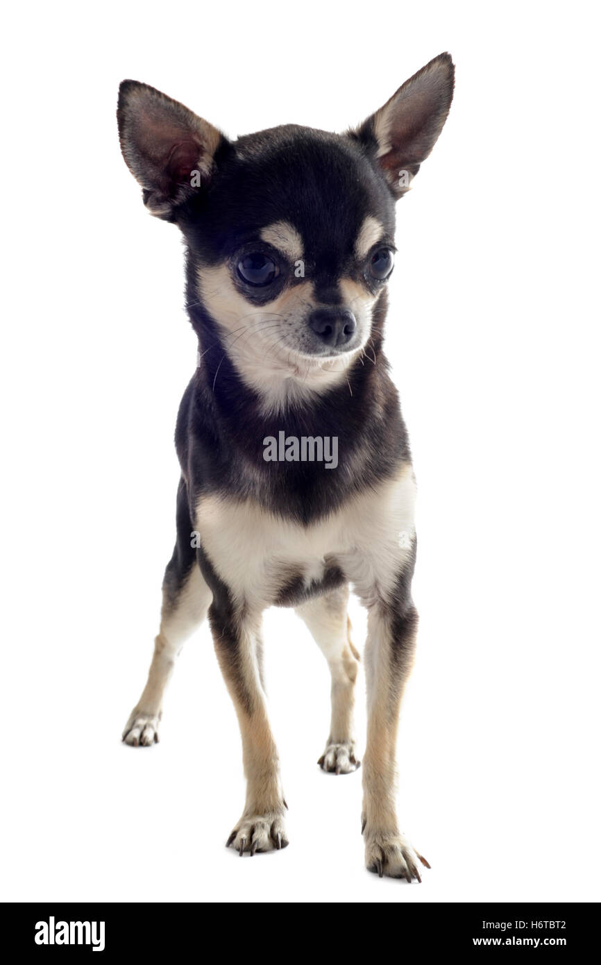 animali domestici Foto Stock