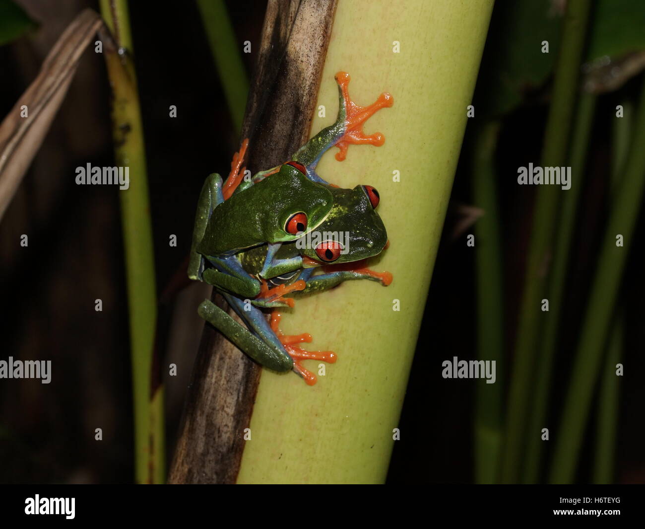 Frog red-eyed raganella (Agalychnis Callidryas). Costa Rica Foto Stock
