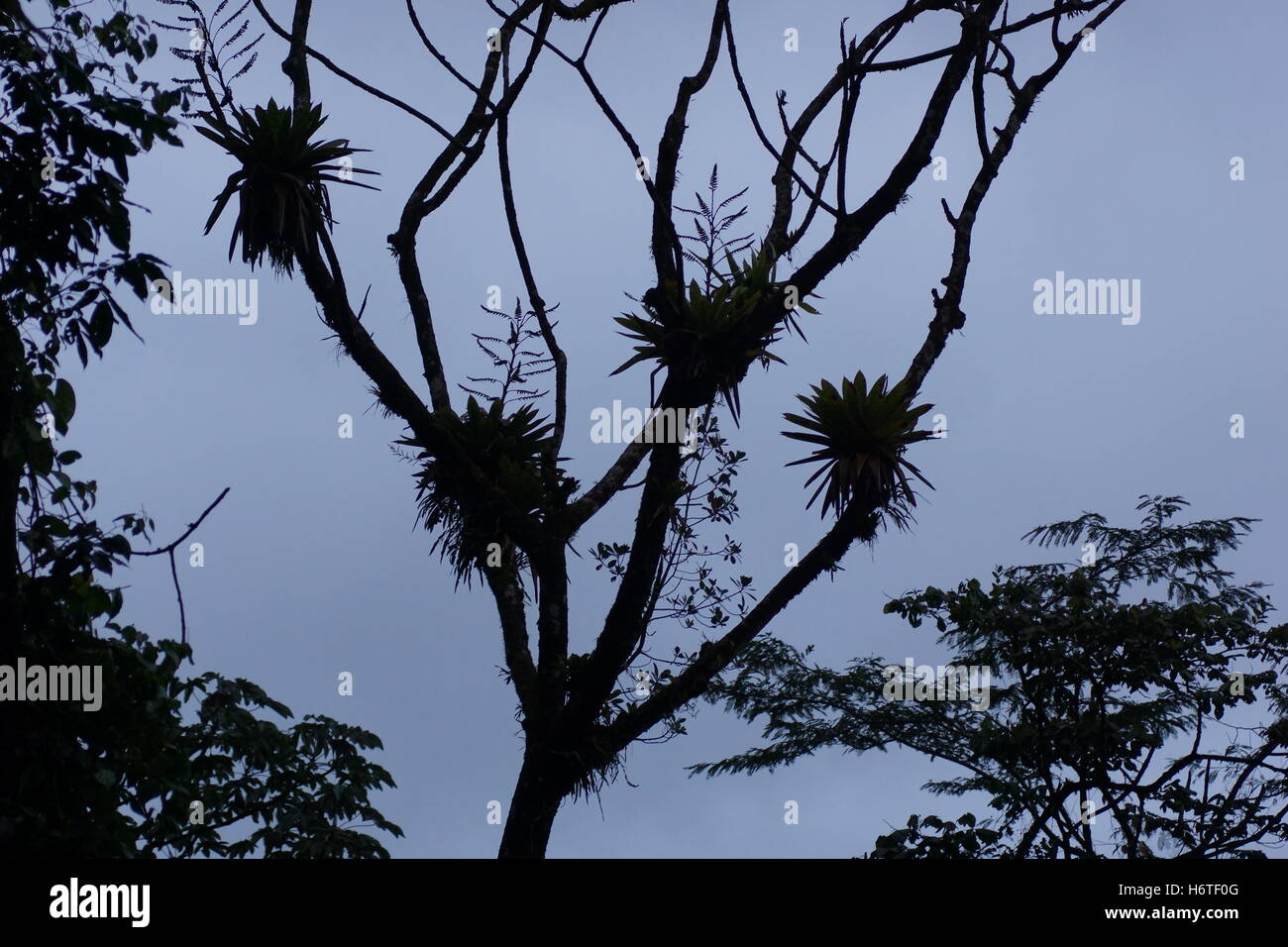 Bromeliacee sull albero. Provincia di Alajuela, cantone di San Carlos, Arenal, Costa Rica. Al Parco Nazionale del Vulcano Arenal Foto Stock