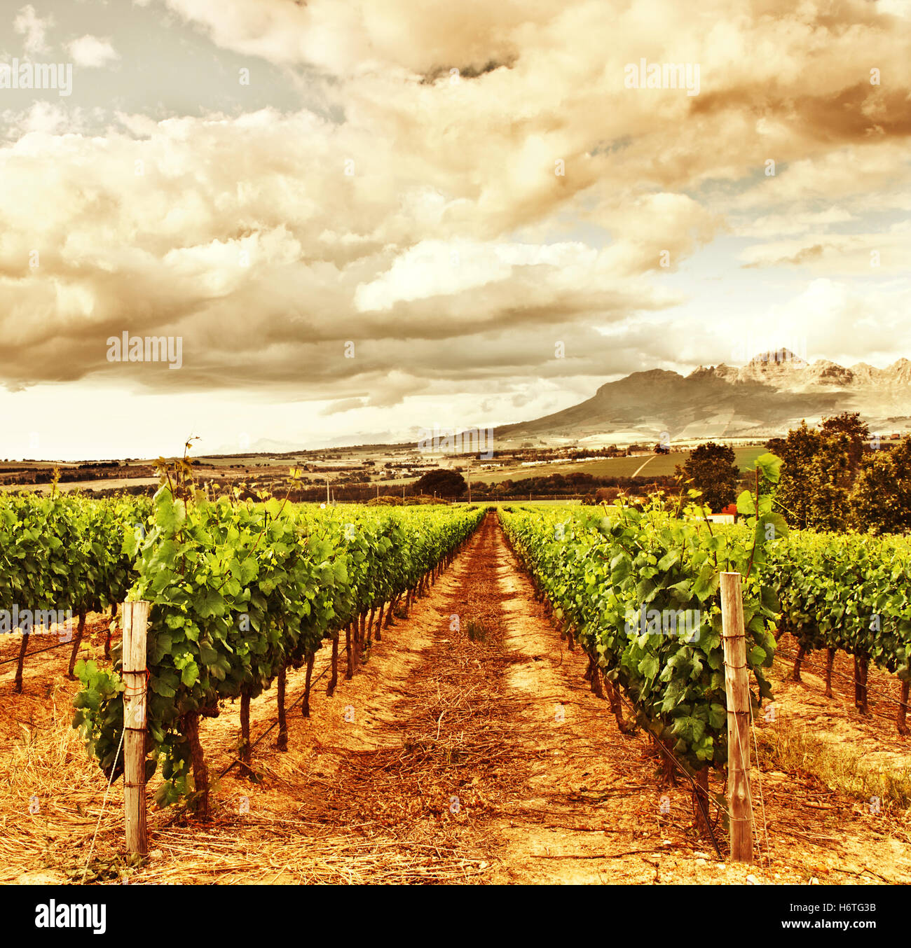 Agricoltura, allevamento, uve, vigneto, valley, vigneto, paesaggio, paesaggio, Foto Stock