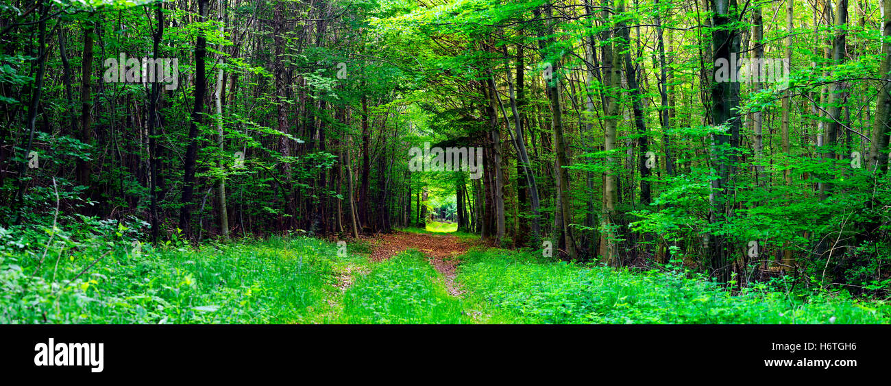 Legno, strada panoramica, percorso, modo, street, foresta, albero, strada sterrata, boschi di latifoglie Foto Stock