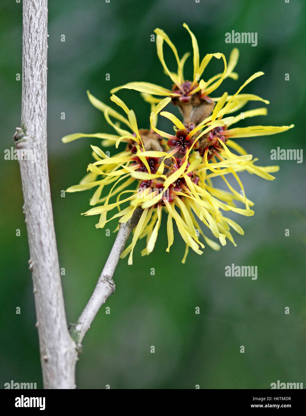 Inverno-fioritura amamelide Foto Stock