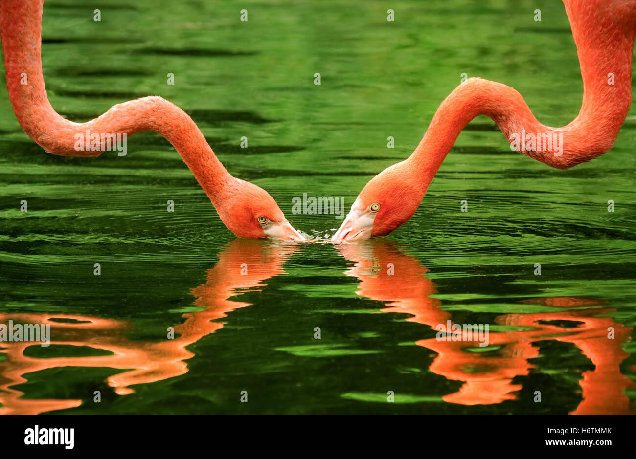 Simmetriche e speculari colli di flamingo Foto stock - Alamy