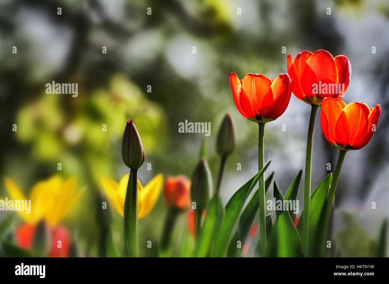 fiori piante Foto Stock