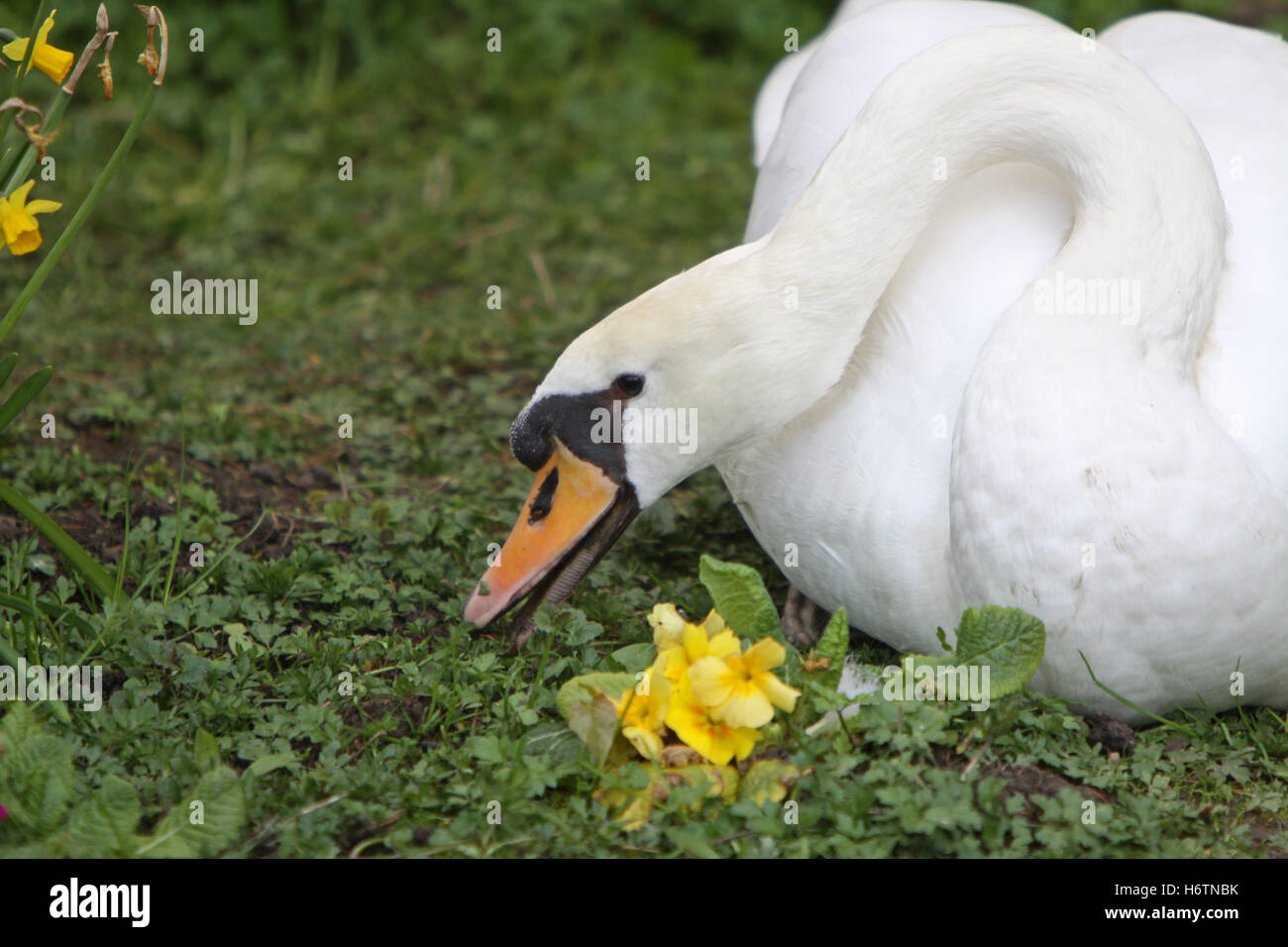 Uccello animale fiore fiori impianto cigni uccelli cigno bianco caucasico europea blossoms waterfowls waterfowl acqua fresca acqua di stagno Foto Stock