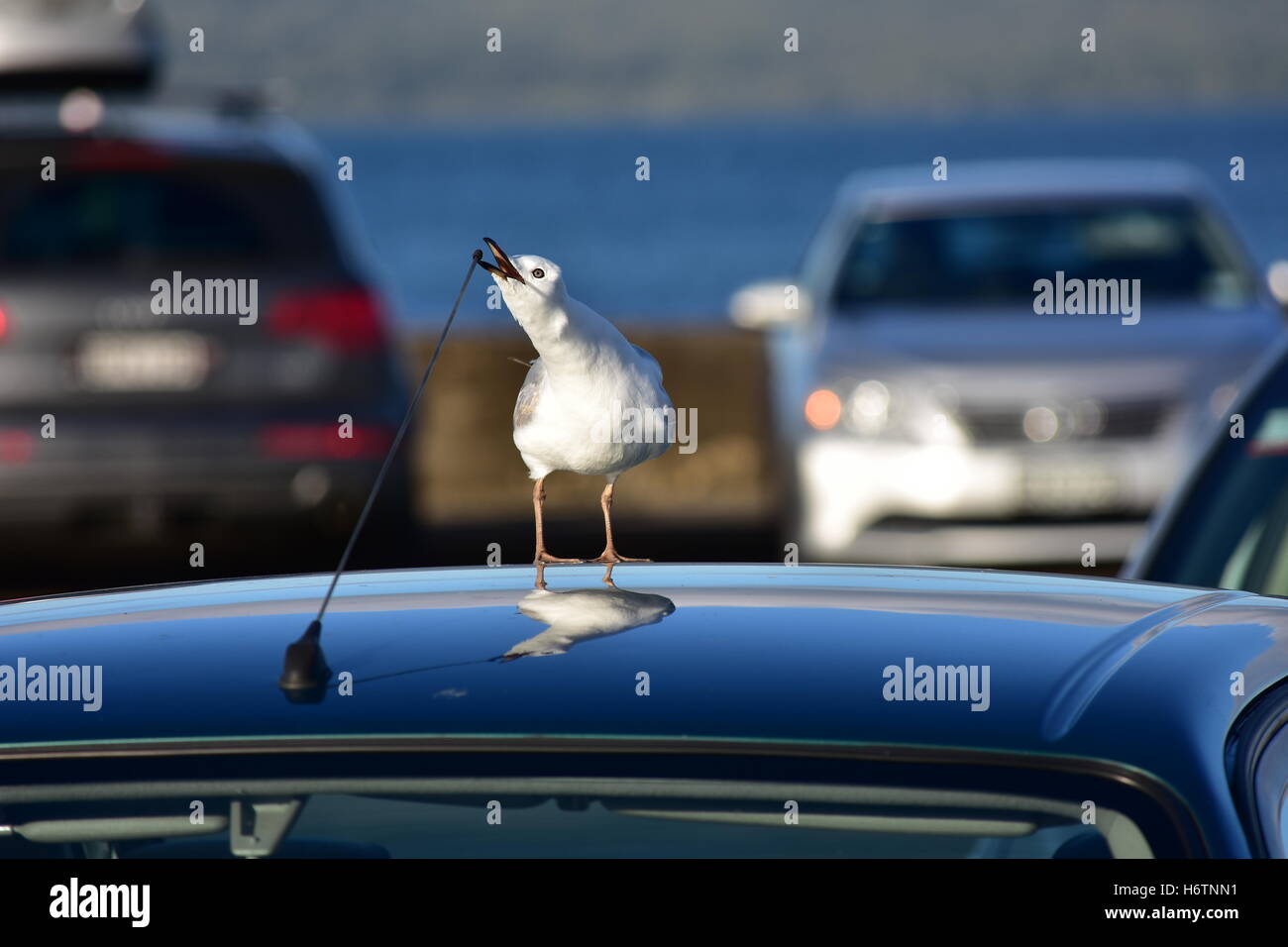 Nero fatturati seagull mordere antenna sul tetto del veicolo. Foto Stock