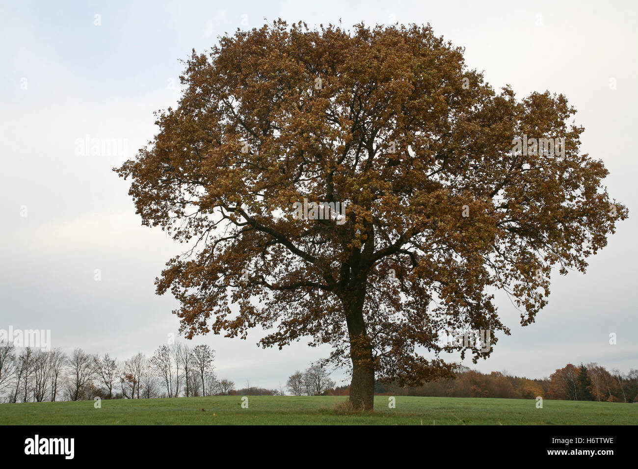 Albero albero a foglie decidue oak stagioni stagione grande grande enorme extreme potente imponente immenso albero relativo albero a foglie decidue oak Foto Stock