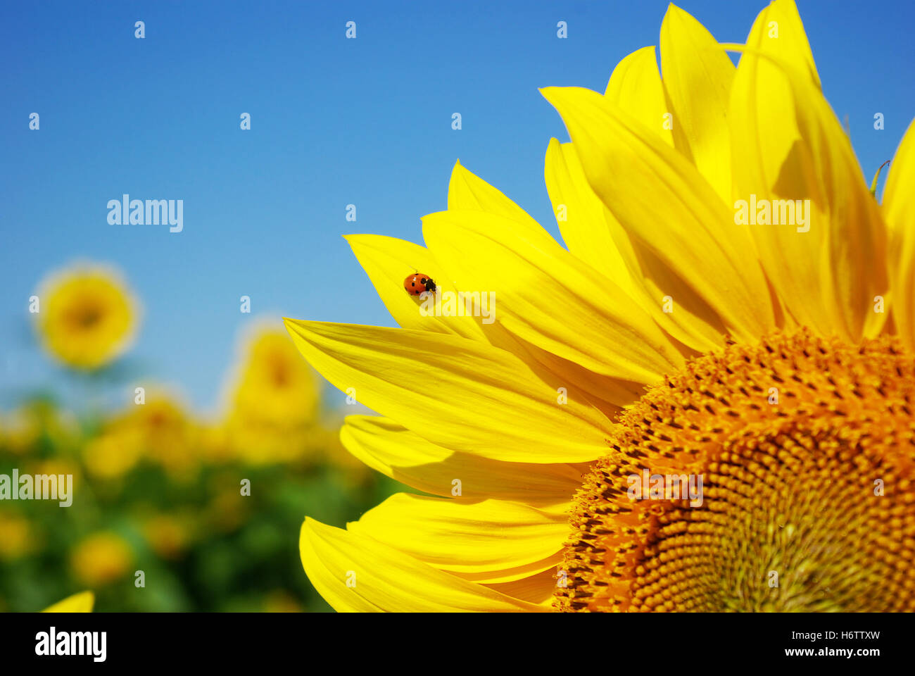 Foglia ambiente agricolo ambiente closeup giardino di piante e fiori bloom blossom fiorire fiorente agricoltura Agricoltura Foto Stock