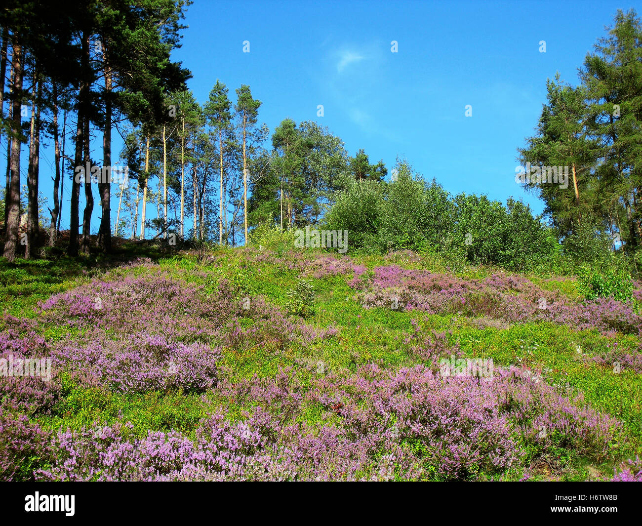 Brughiera nel highlandsr(digitale. piccolo sensore) Foto Stock