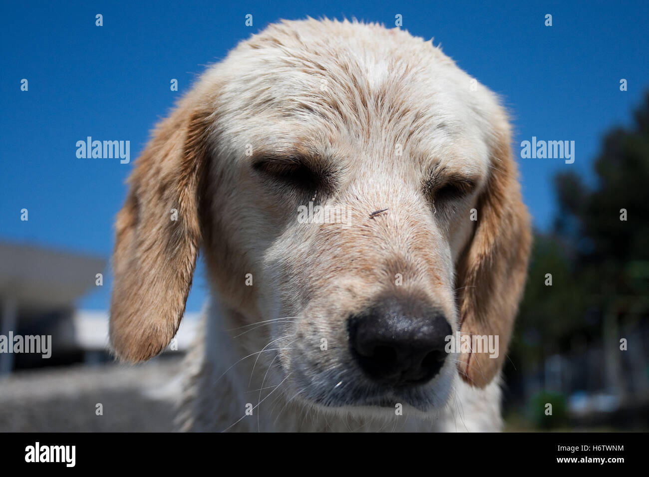 Blue dolce pet animale mammifero bruno marrone brunette ritratto triste swarthy nero profondo jetblack pelo nero piccolo piccolo breve Foto Stock