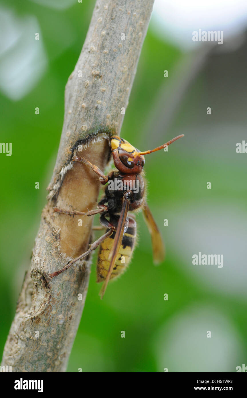 Insetti Ragni Foto Stock
