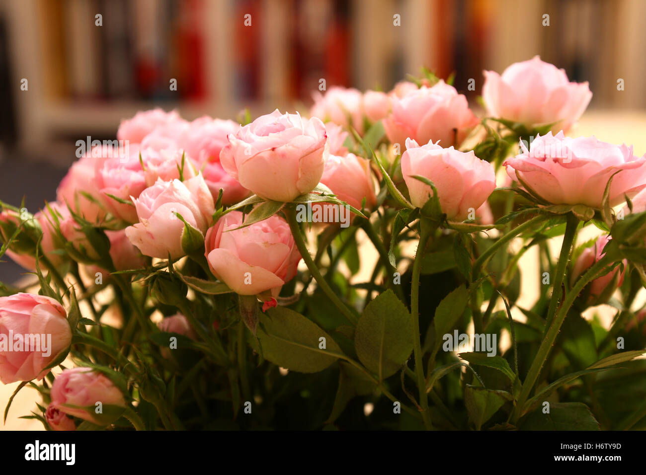 Presente disposizione beauteously bello bello colore foglia closeup di piante e fiori rosa bloom blossom fiorire fiorente Foto Stock