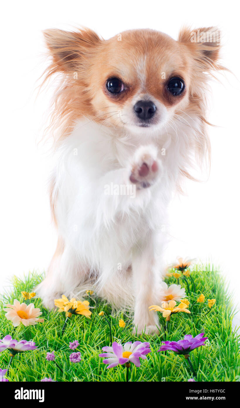 Animale da compagnia cucciolo di cane paw ciao hi hallo fiore pianta piccola piccola breve studio miniatura daisy herb salutate mettere seduta sit Foto Stock