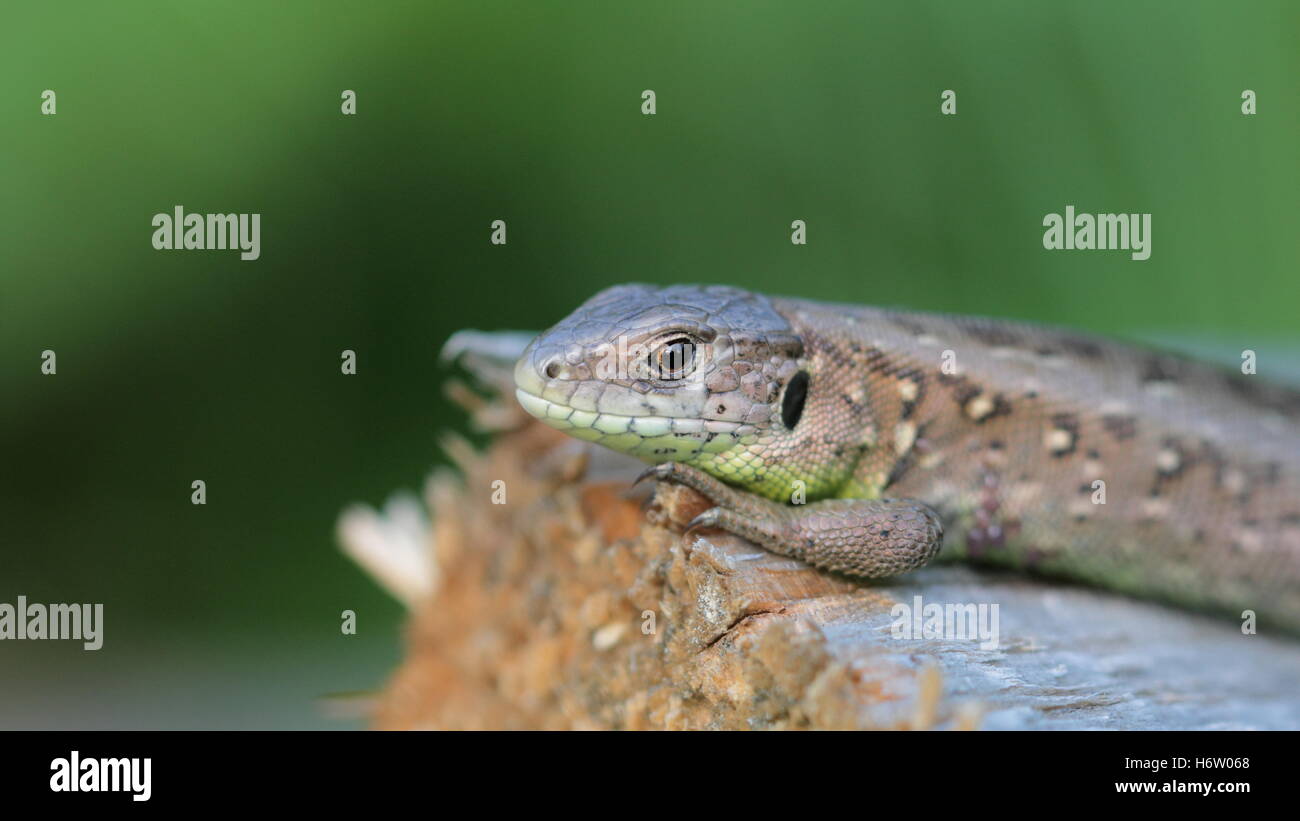 Rettili anfibi Foto Stock