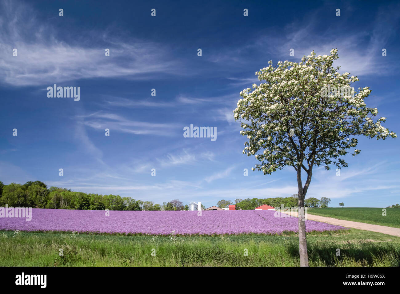 agricoltura Foto Stock