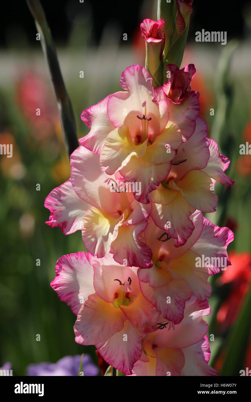 Piante e fiori fioriscono verde fiore fiorire fiorente petali di fiori di pianta ornamentale gladiolus spurgo di fiori da taglio Foto Stock