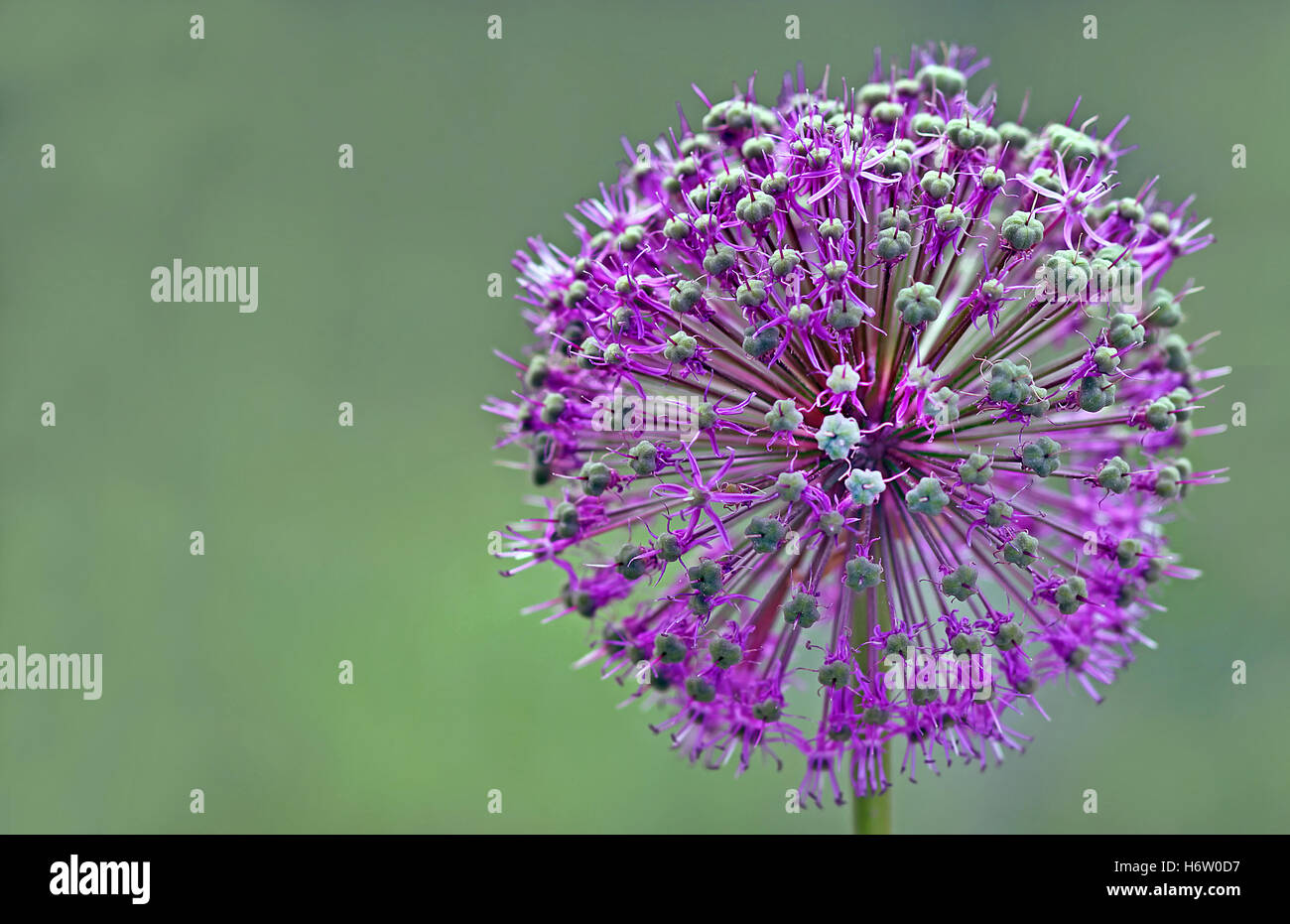 fiori piante Foto Stock