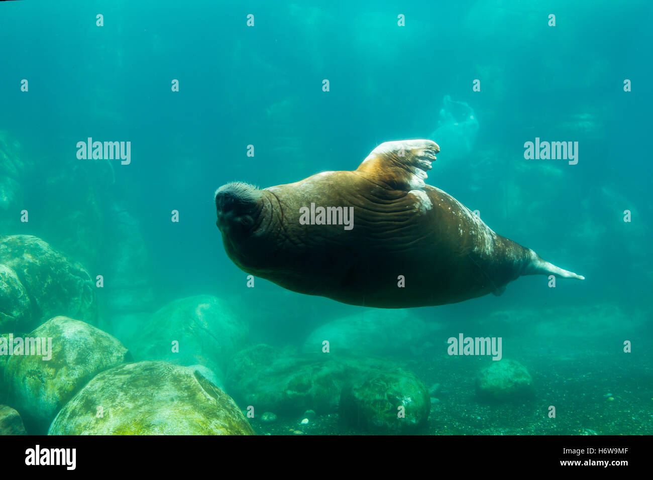 Tricheco - dorso Foto Stock